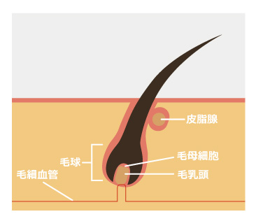 毛の仕組みとは