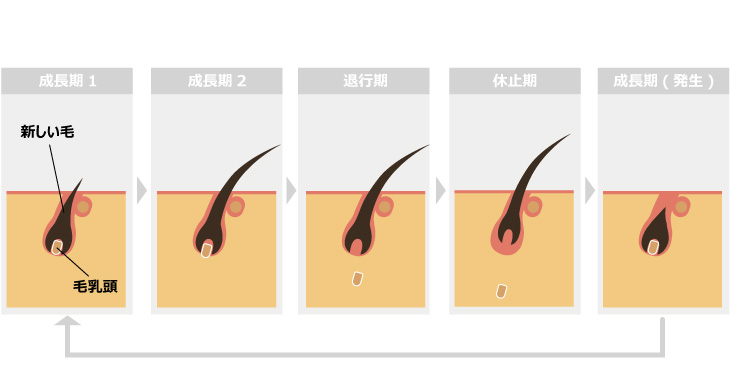 毛のサイクルについて