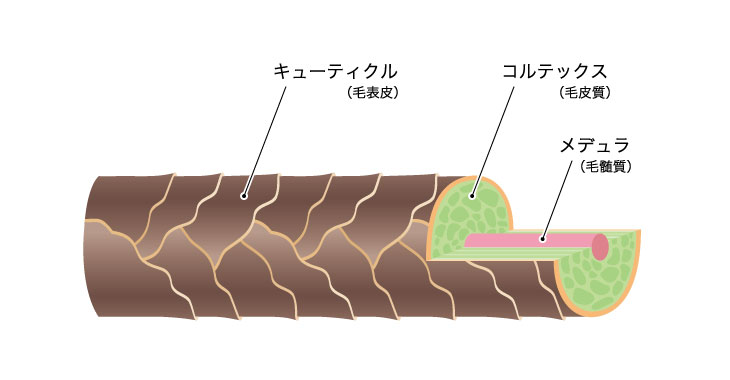 髪への影響