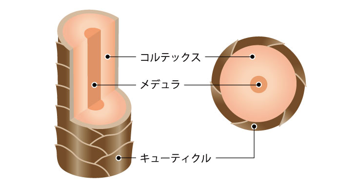 髪の毛の仕組み