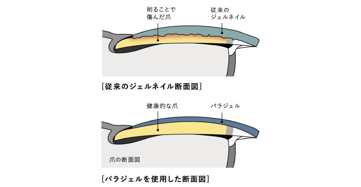 ジェルネイルとパラジェルの断面図